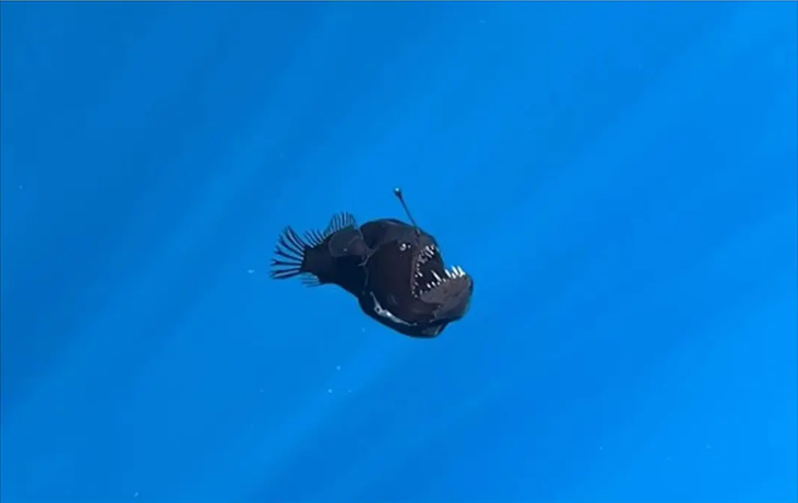 fish black seadevil