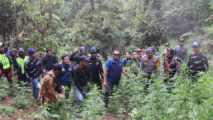 Cerita Polisi Ungkap Ladang Ganja di TN Bromo, Menyamar jadi Pemburu dan Tukang Cangkul