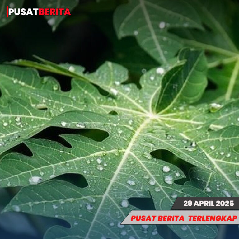 daun pepaya