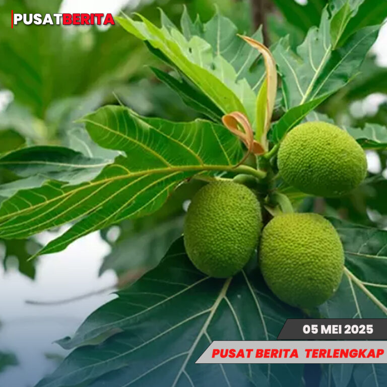 daun sukun