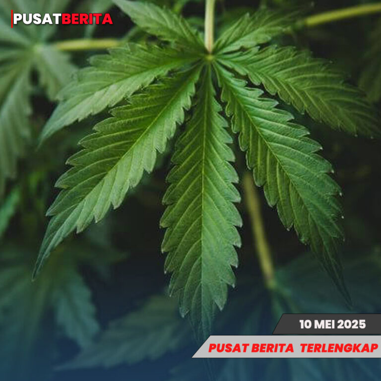 daun ubi