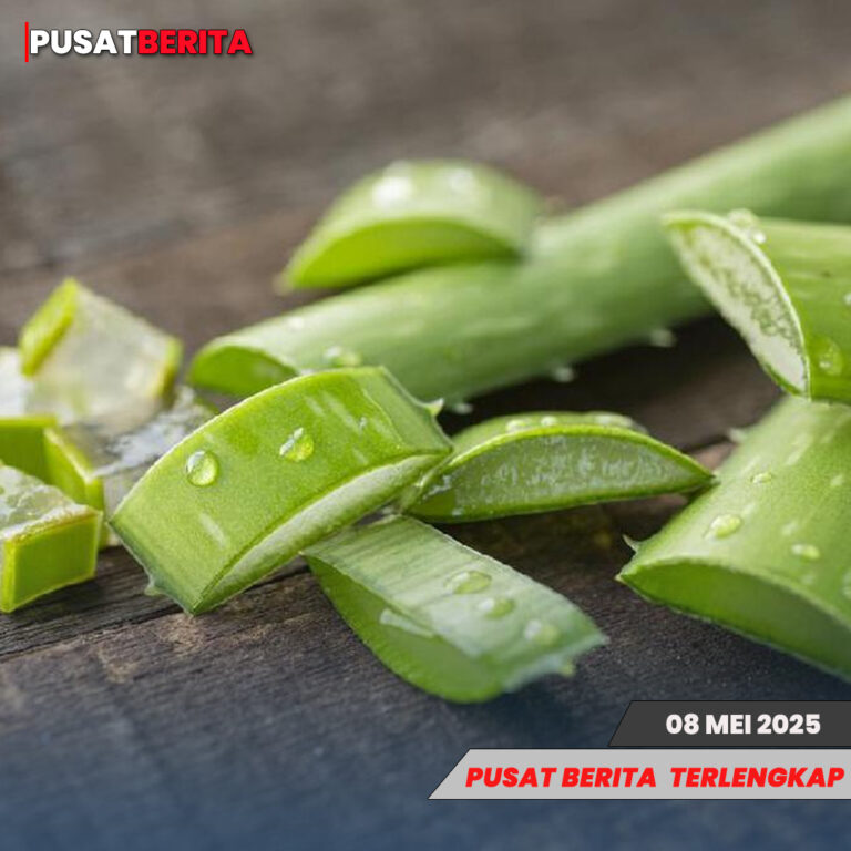 lidah buaya