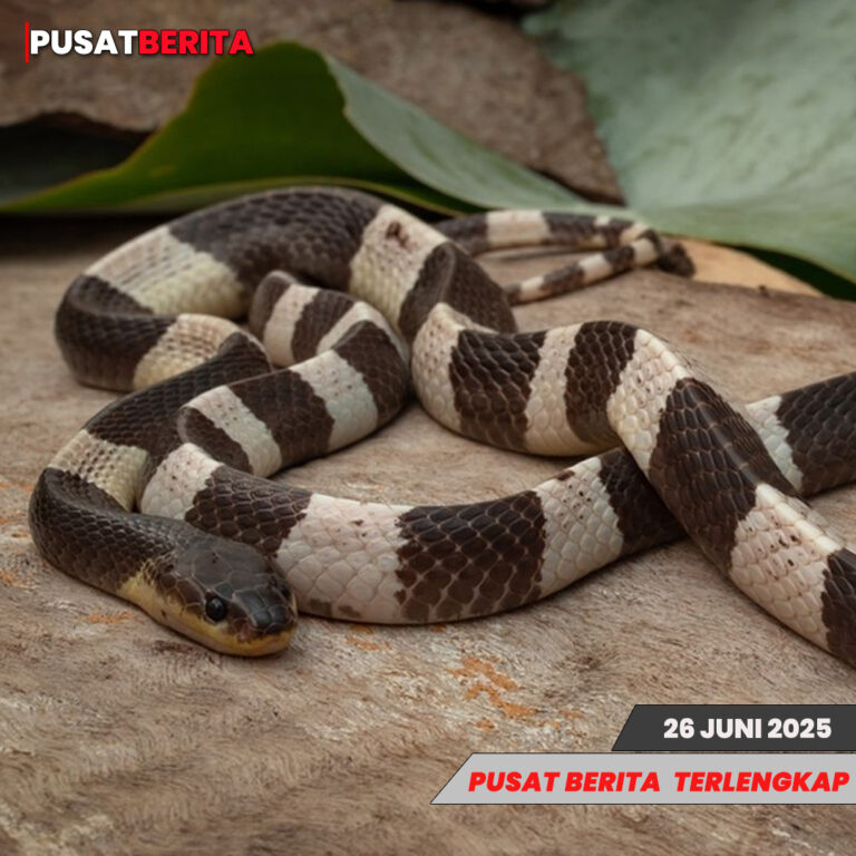 TEMPLATE PUSAT4 BERITA (1)