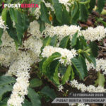 PSD BERITA MAFIA (2) copy