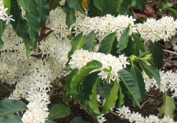 PSD BERITA MAFIA (2) copy