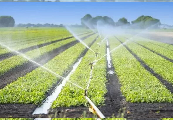 PSD BERITA MAFIA (2) copy