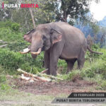 PSD BERITA MAFIA (2) copy