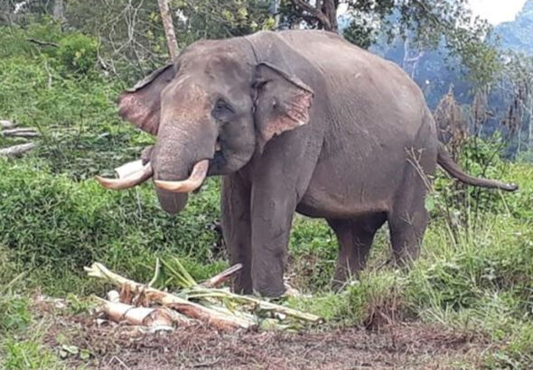 PSD BERITA MAFIA (2) copy