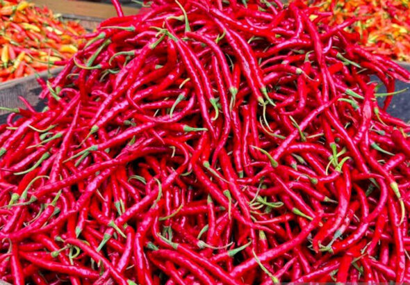 PSD BERITA MAFIA copy