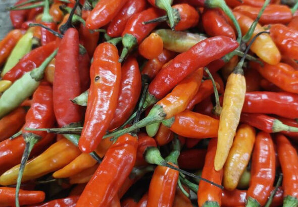 PSD BERITA MAFIA copy