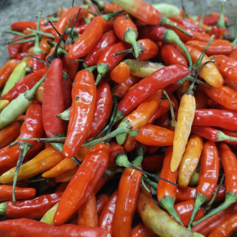 PSD BERITA MAFIA copy